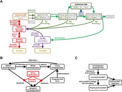 Investigating bile acid-mediated cholestatic drug-induced liver injury using a mechanistic model of multidrug resistance protein 3 (MDR3) inhibition